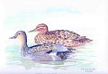 Couple_de_canards_aquarelle