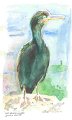 Cormoran_huppe_aquarelle