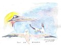 Fou_de_bassan_aquarelle