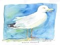 Goeland_argente_aquarelle