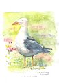 Goeland_brun_aquarelle