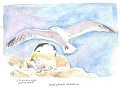 Goeland_marin_aquarelle
