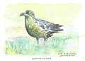 Grand_Labbe_aquarelle