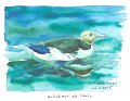 Guillemot_de_Troil_aquarelle