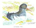 Huitrier_pie_aquarelle