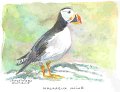 Macareux_moine_aquarelle