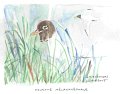 Mouette_melanocephale_aquarelle