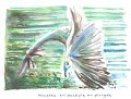 Mouette_tridactyle_en_plongee