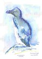 Pingouin_Torda_dessin_aquarelle