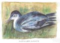Puffin_des_anglais_aquarelle