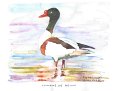 Tadorne_de_Belon_aquarelle