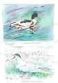 Tadorne_de_Belon_et_sterne_Pierregrain_aquarelles