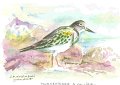 Tournepierre_a_collier_aquarelle